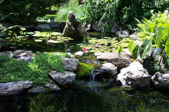 Water Garden flowing into a koi pond